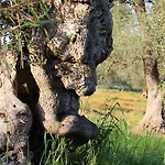 Planifolia קאסארנו