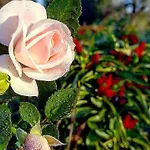 Planifolia * קאסארנו
