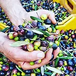 בית כפרי Planifolia