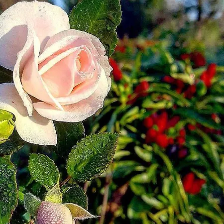 Planifolia * Casarano