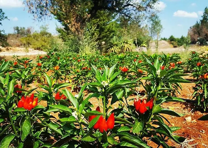 Planifolia *